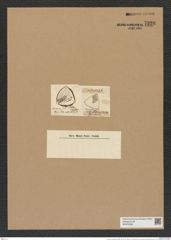 Triceratium orbiculatum Shadb. (de-Toni-Nr.: Genus 140, Species 3827) Zeichnungen Sammlung Grunow Nr. 7326 (NHMW-BOT-W0376368)